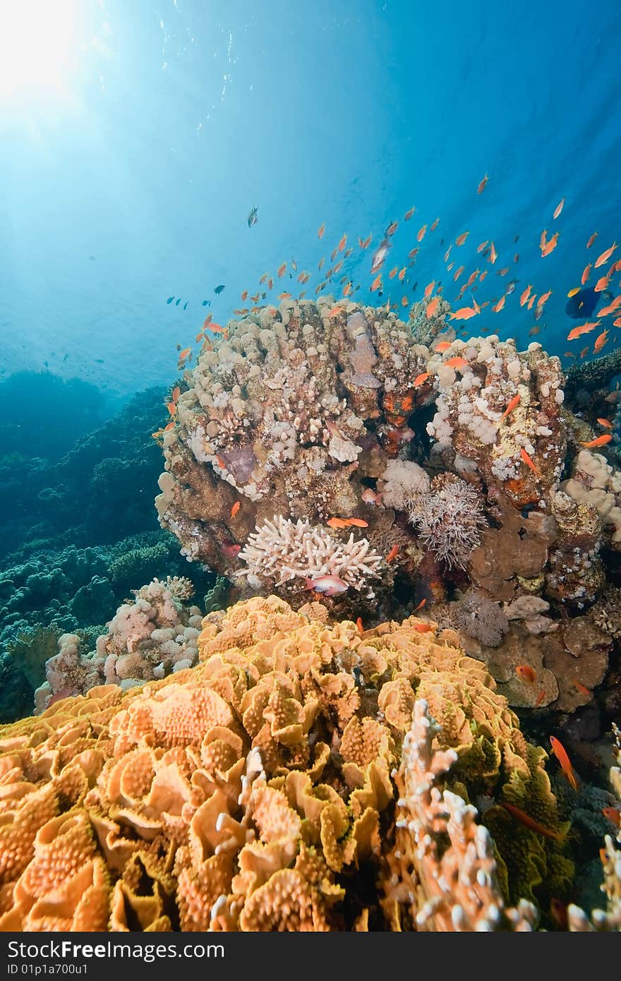 Ocean, fish and coral taken in the red sea.