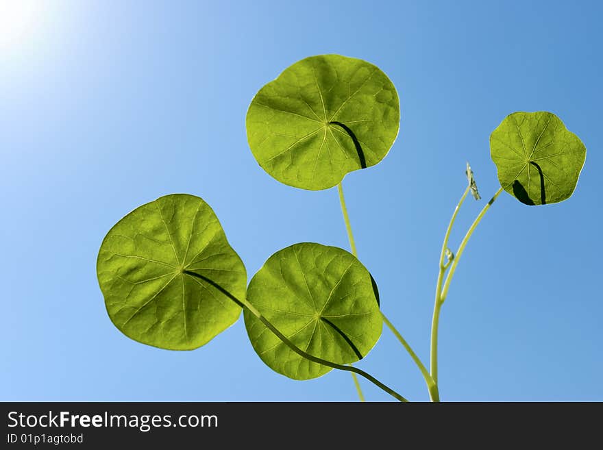 Green Leafs  In Sky