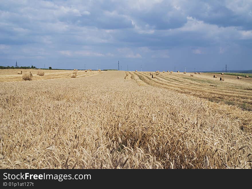 Ripe wheat field, mown, with many straw rolls on it. Ripe wheat field, mown, with many straw rolls on it