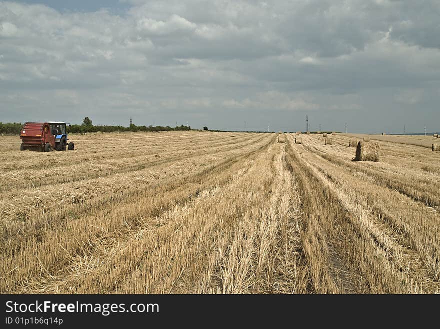 Ripe wheat field, mown, with many straw rolls on it. Ripe wheat field, mown, with many straw rolls on it