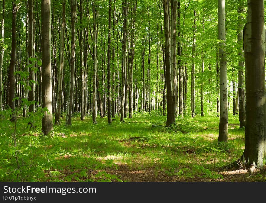 Young beachen forest in spring