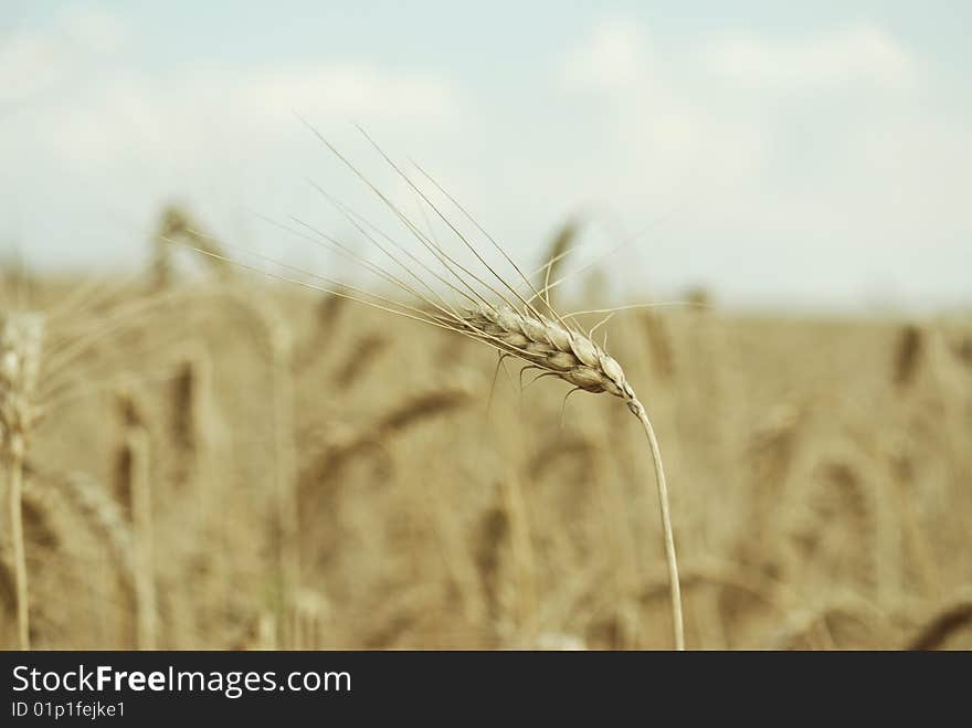 Ripe wheat field. Picture taken with a D80. Ripe wheat field. Picture taken with a D80