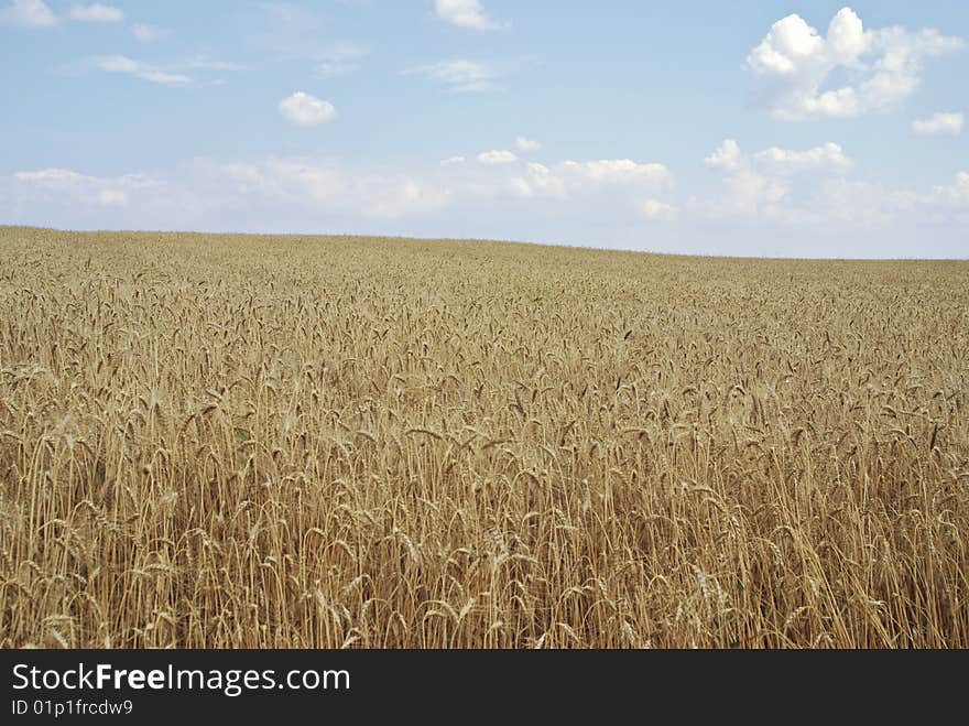 Ripe wheat field. Picture taken with a D80. Ripe wheat field. Picture taken with a D80