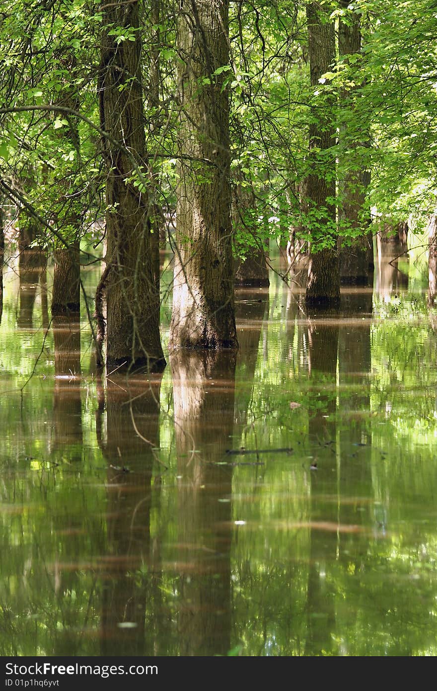 Tree reflections