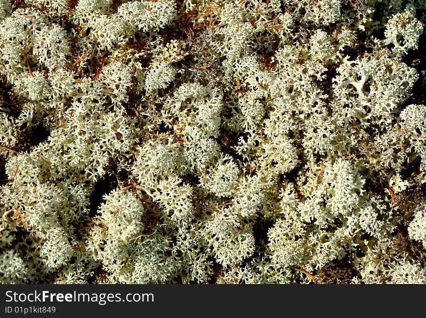 Moss in tundra