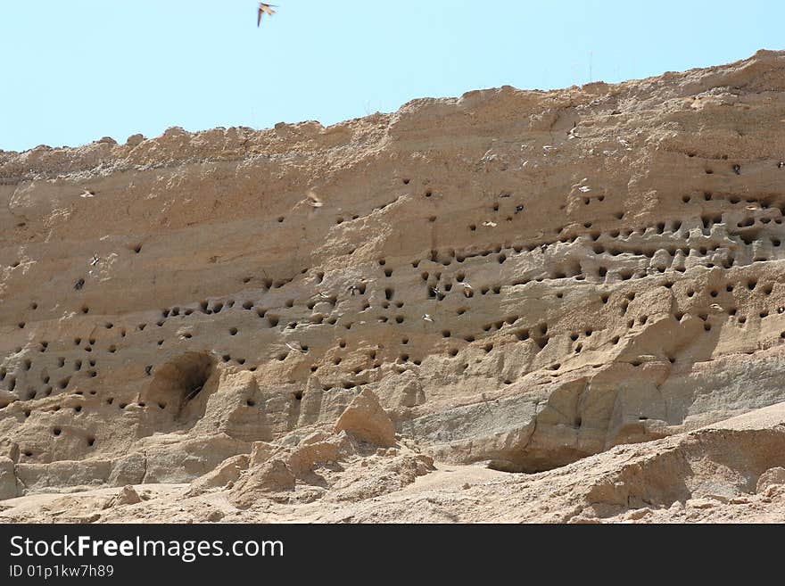 Swallow nests in sand and swallows flying. Swallow nests in sand and swallows flying