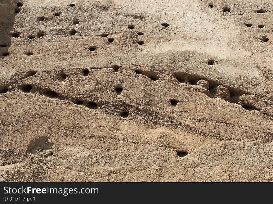 Many swallow nests in sand