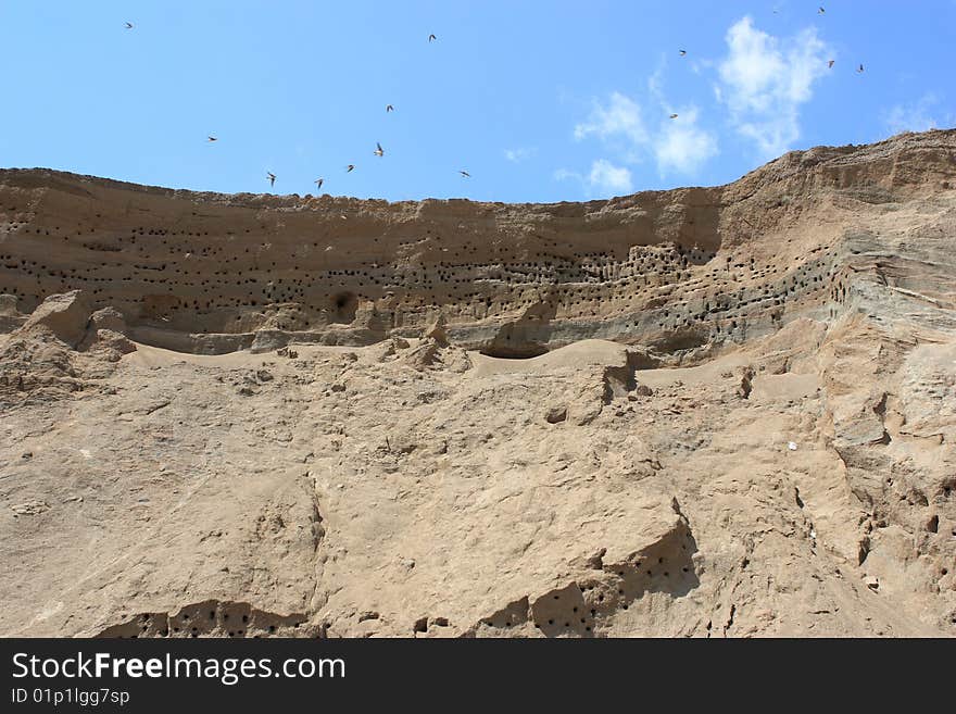 Swallow nests in sand and swallows flying. Swallow nests in sand and swallows flying