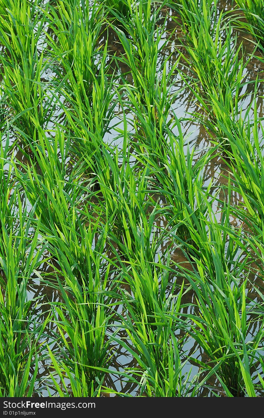 Green rice seedling in the field. Green rice seedling in the field.