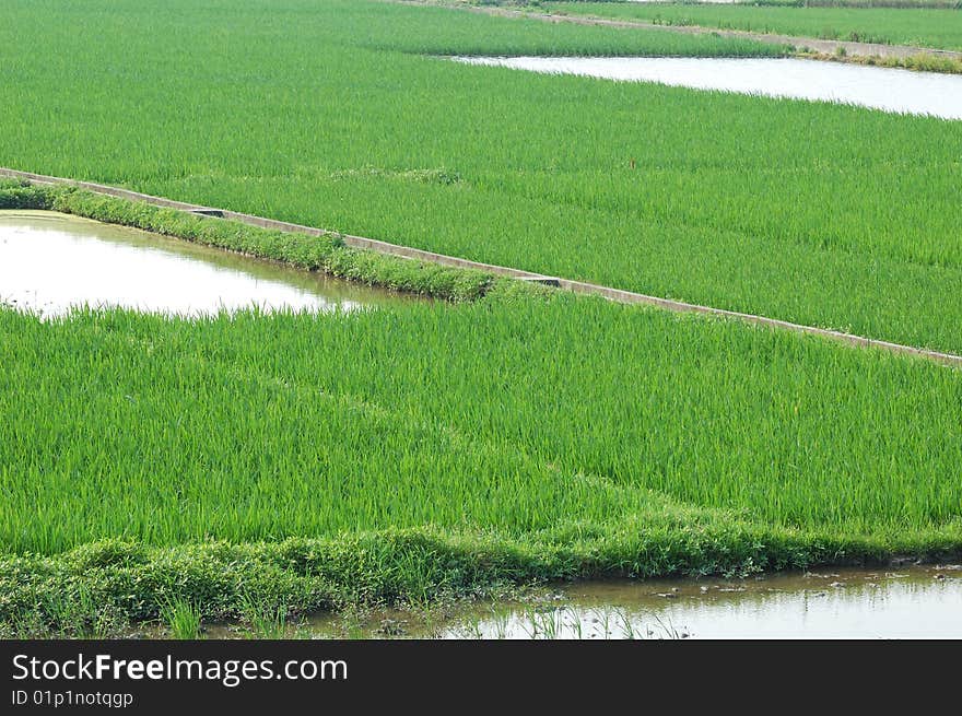 Green rice seedling in the field. Green rice seedling in the field.