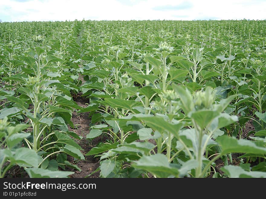 Sunflowers Field