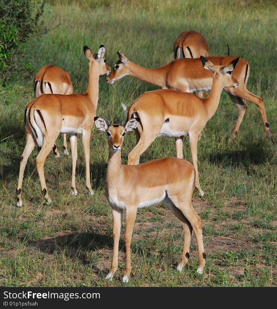 Impala females in Serengeti, Tanzania, Africa