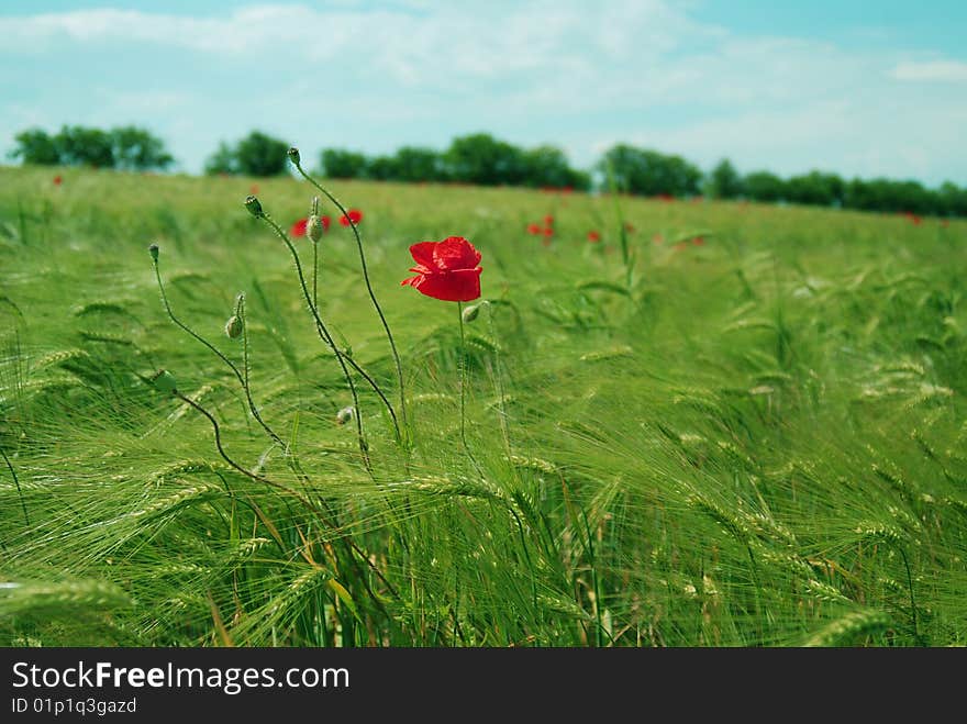 Red poppies field