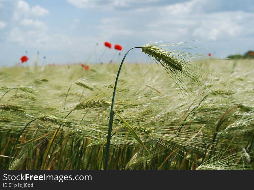 Red poppies field