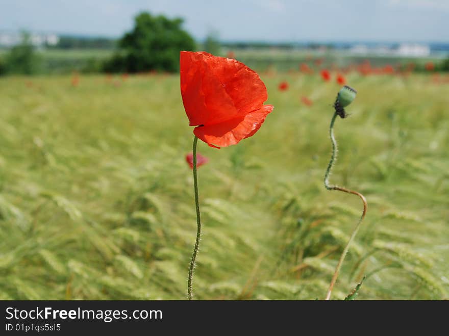 Red poppies field