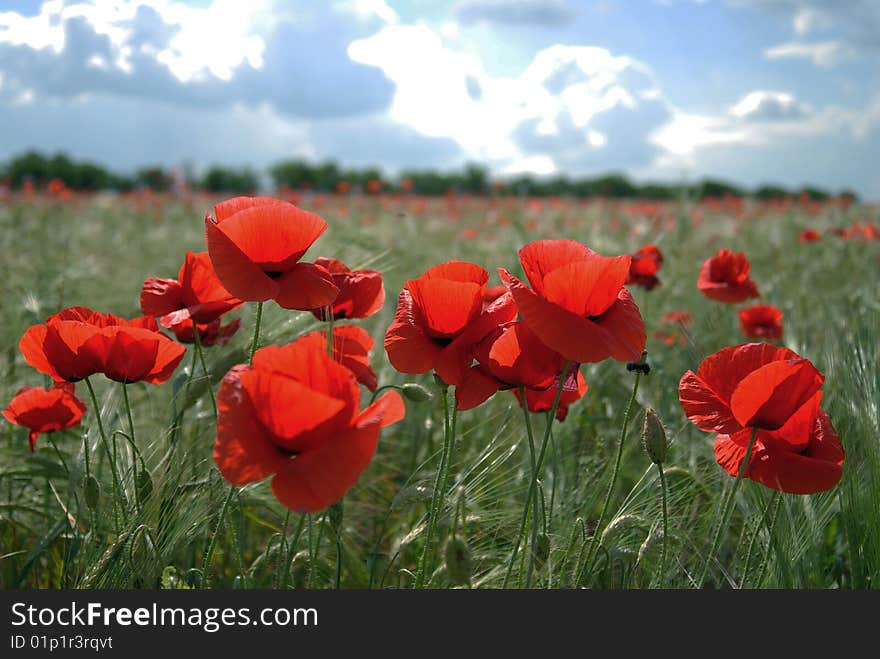 Red poppies field in a green wheat field