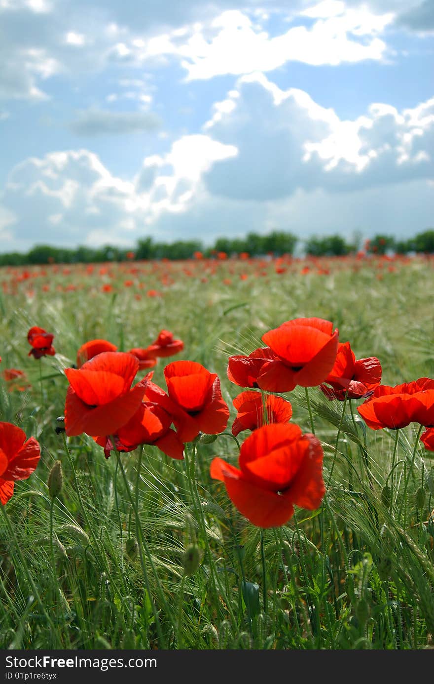 Red poppies field in a green wheat field