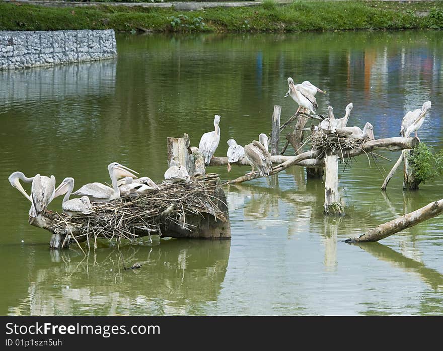 A flock of pelicans resting on top of tree branch.