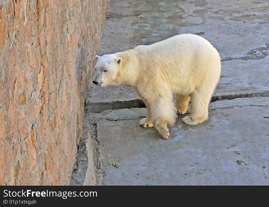 Arctic Bear