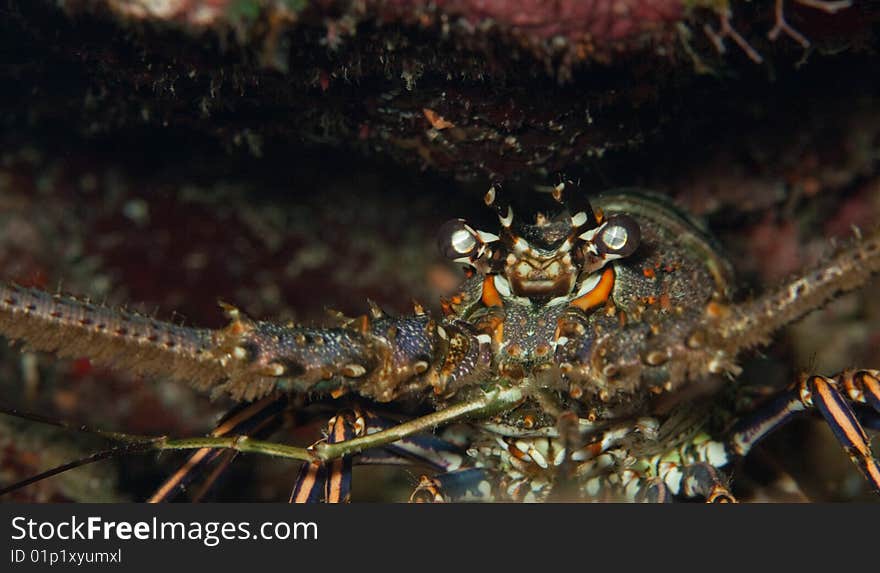 Close up of a lobster in honduras