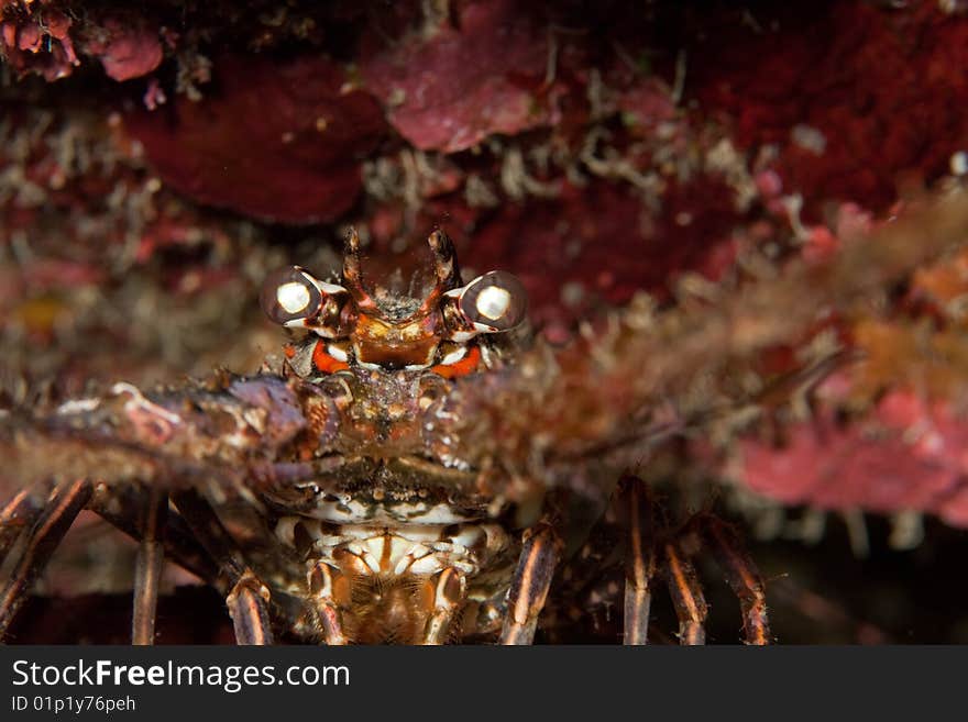 Close up of a lobster in honduras