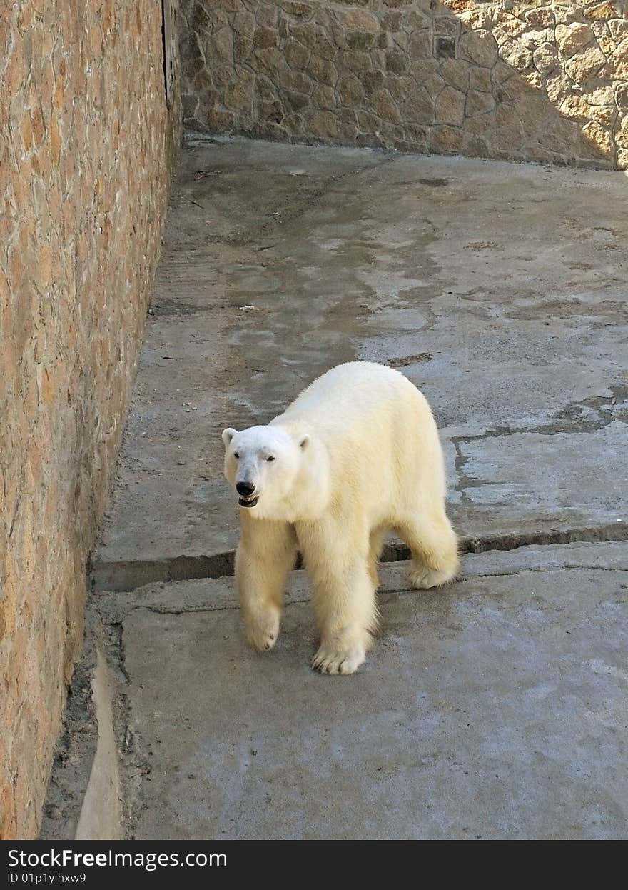 Arctic bear