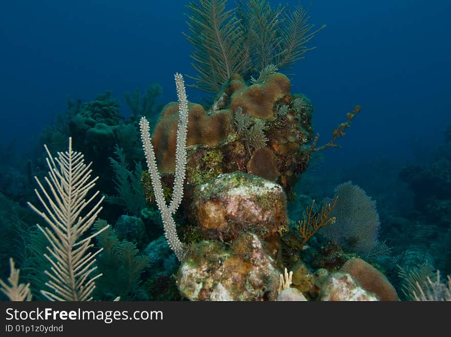 Reef and sea fans in an outcropping