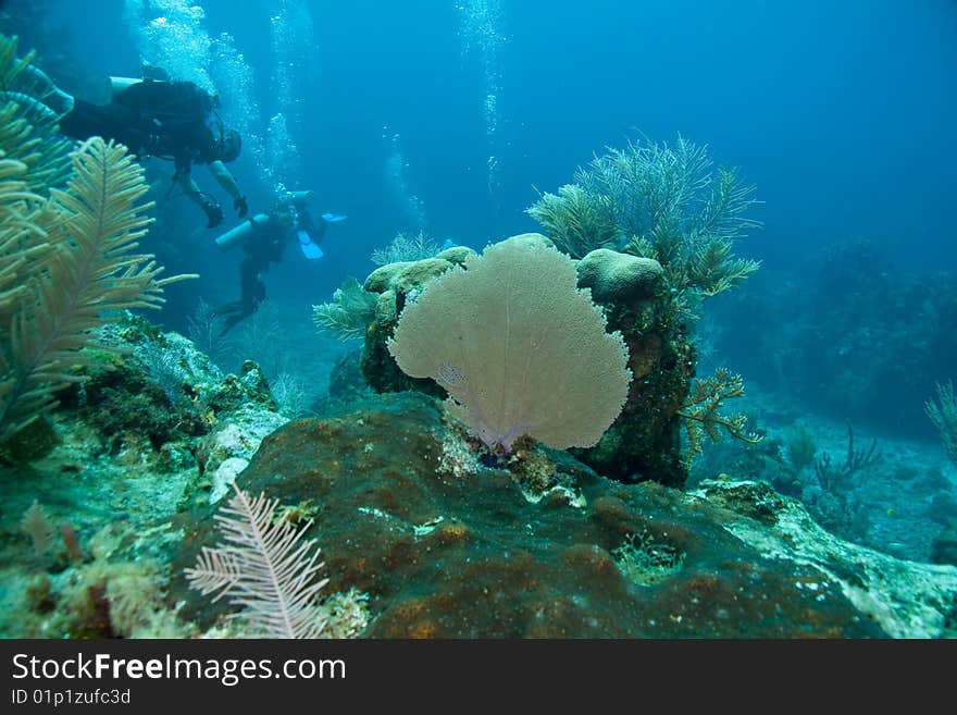 Reef, Sea Fans and divers