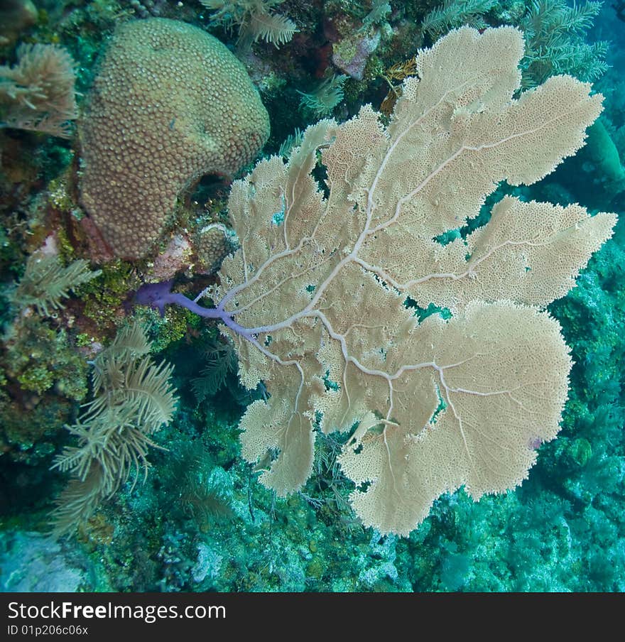 Reef and sea fans in an outcropping