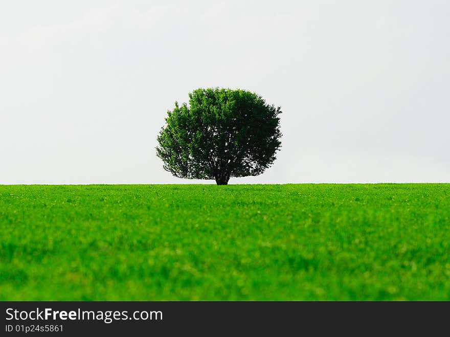 Single tree in  green field on  background of light sky