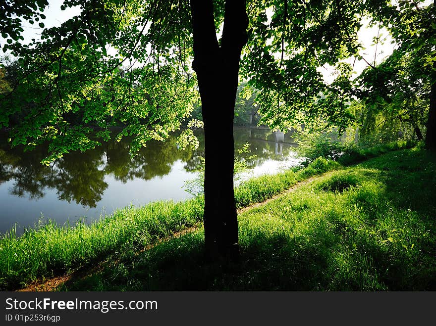 Tree And Trail