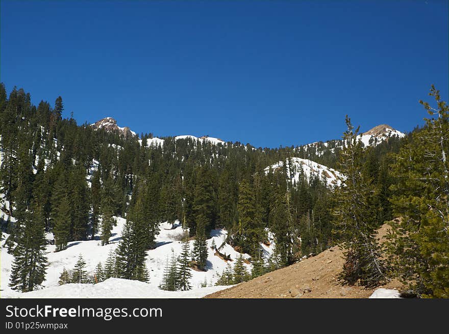 Saddle Mountian Peak and Pine Trees