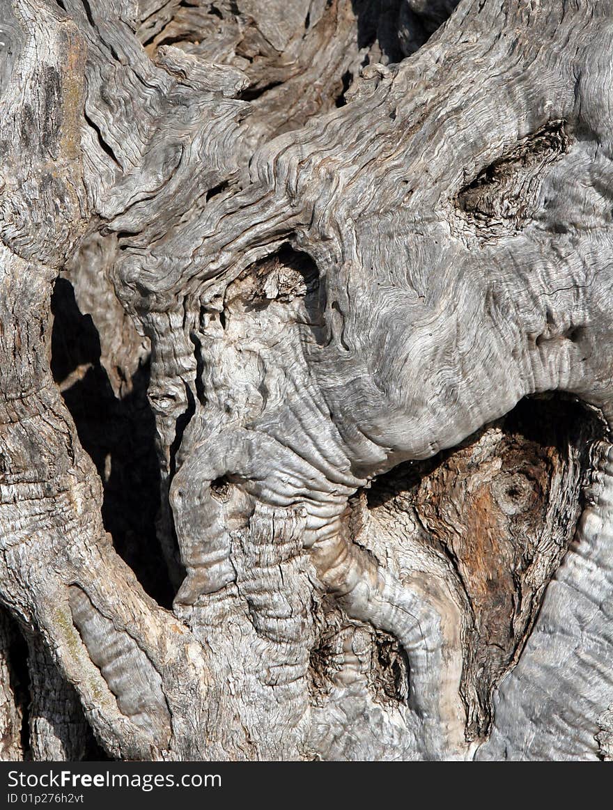 Structure of bark of an olive tree in Mainland of Mediterranean island