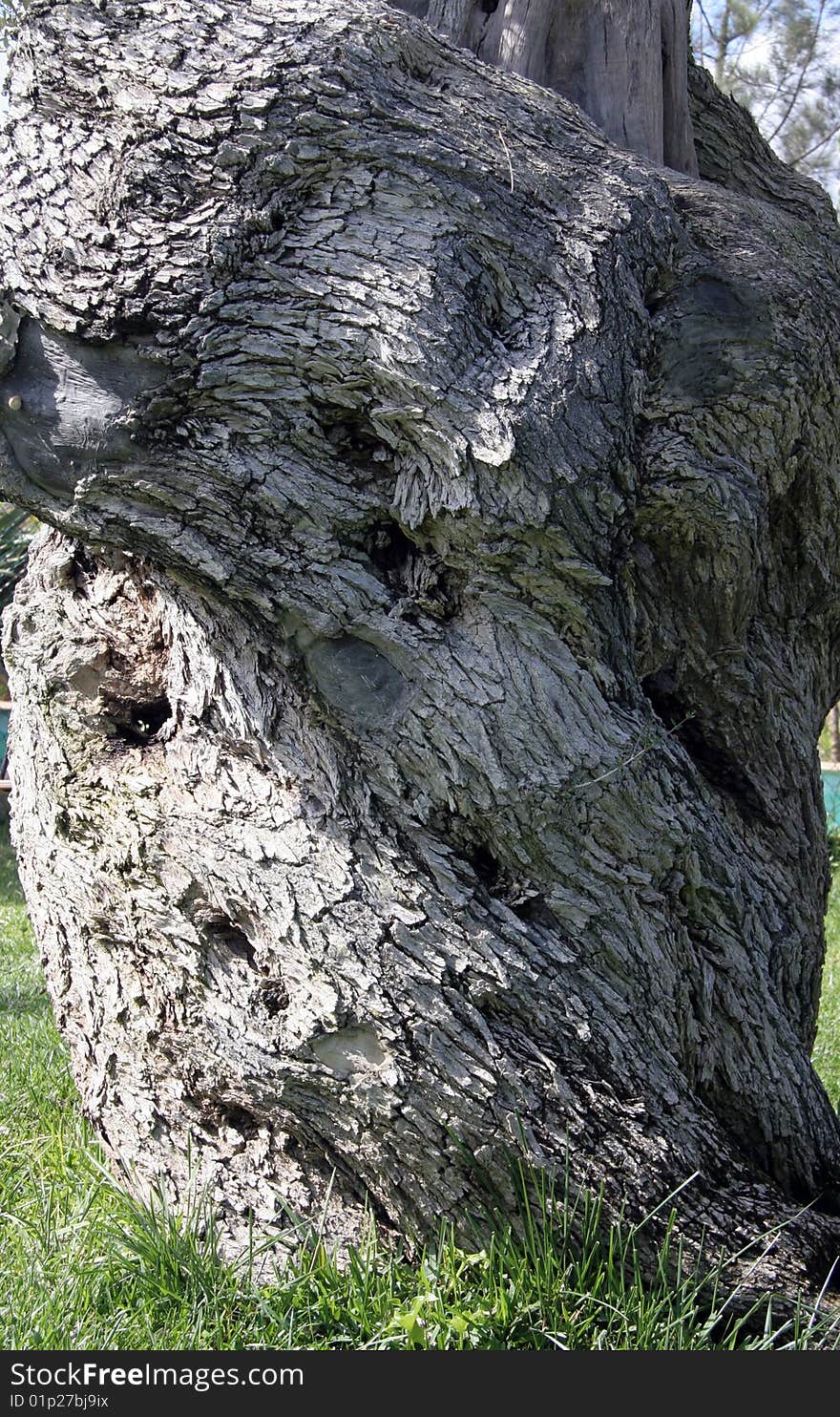 Structure of a back of olive tree in Balearics. Structure of a back of olive tree in Balearics