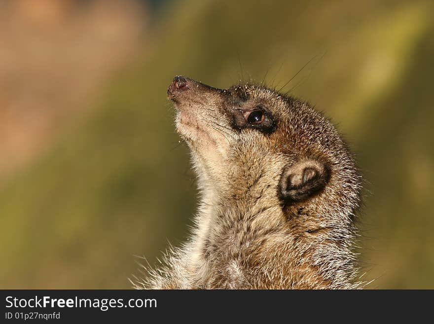 Meerkat looking up