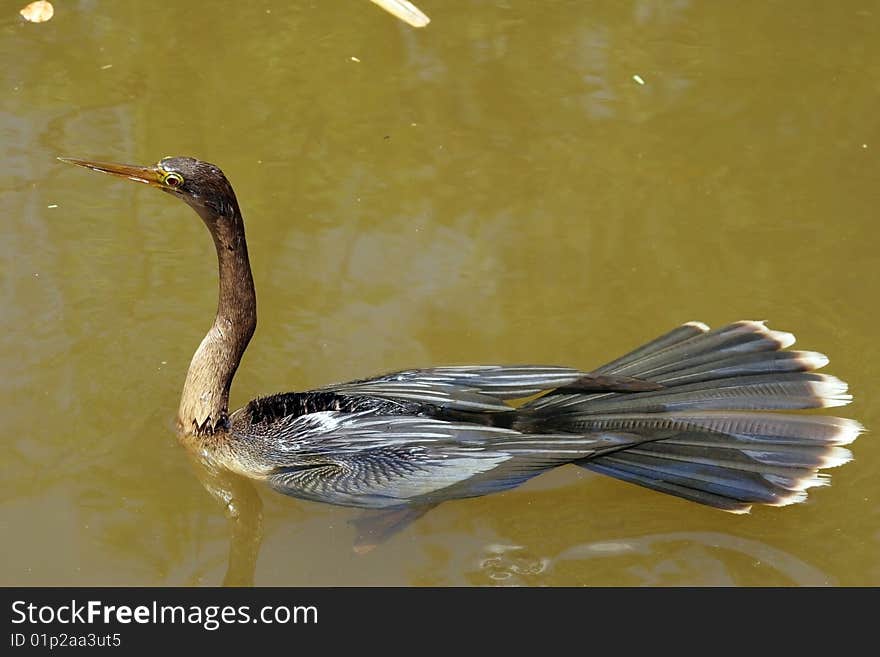 Wild anhinga in florida everglades