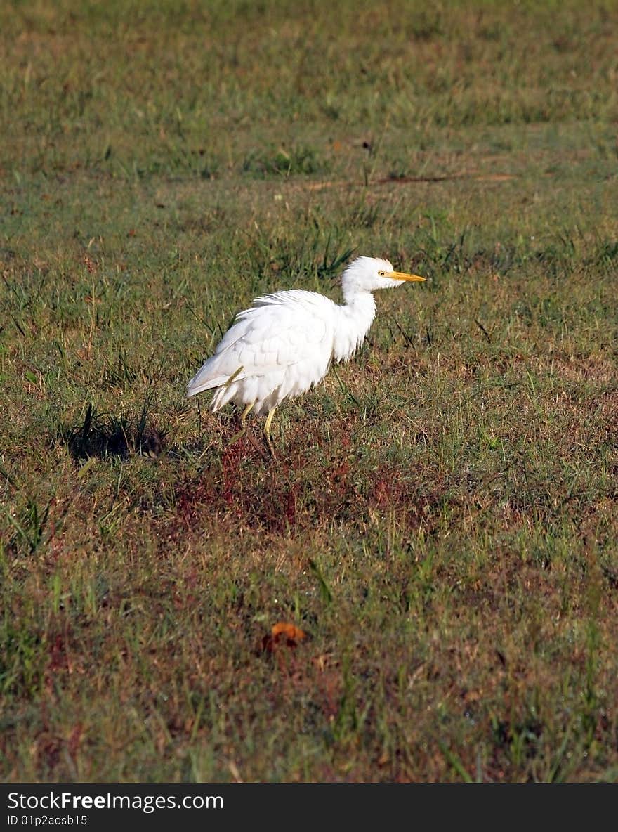 Egret feeding in florida everglades