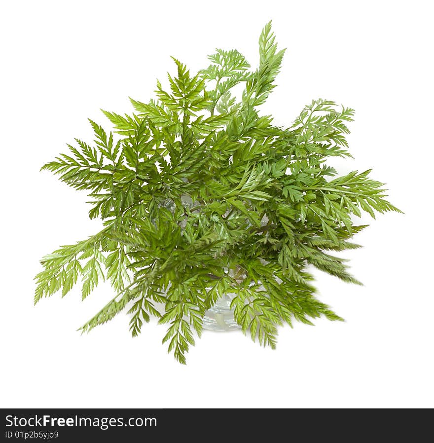 Green herb in glass with water on white background