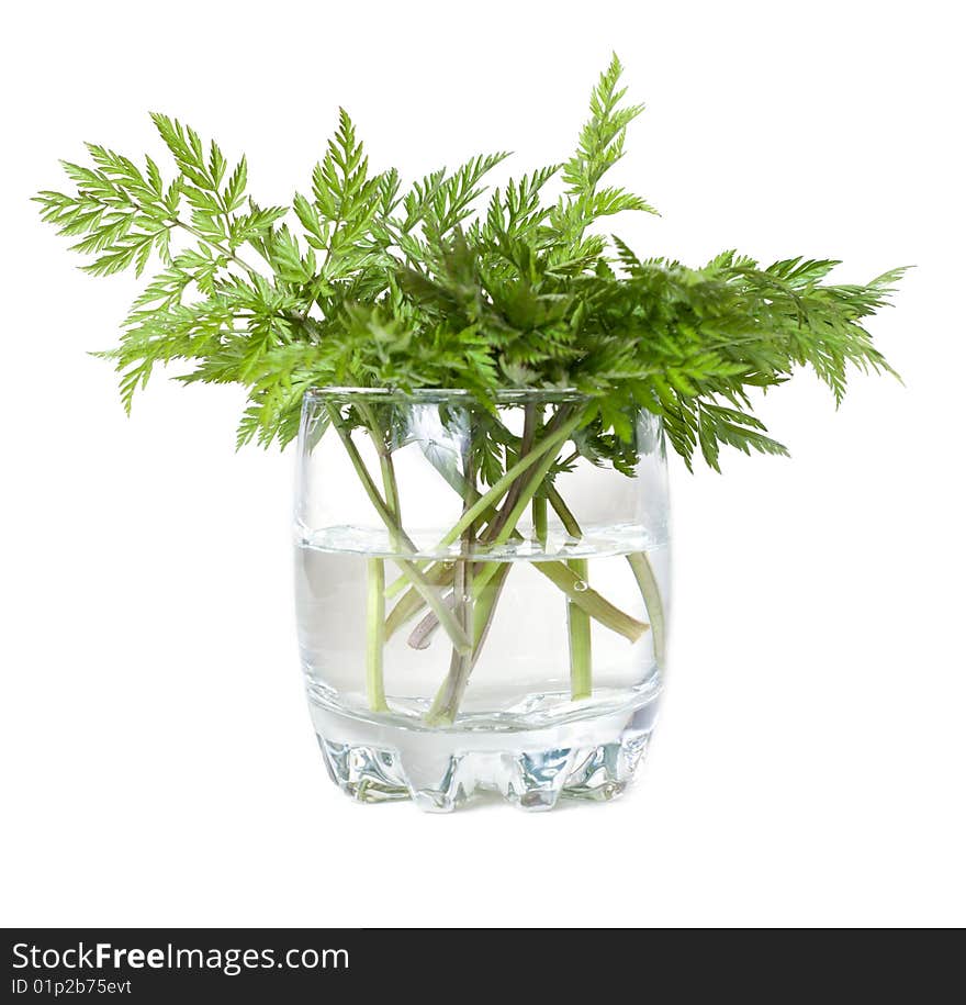 Green herb in glass with water on white background