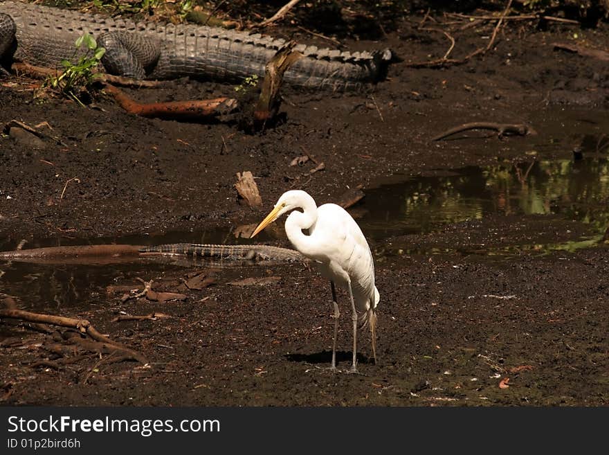 Great white egret with alligators