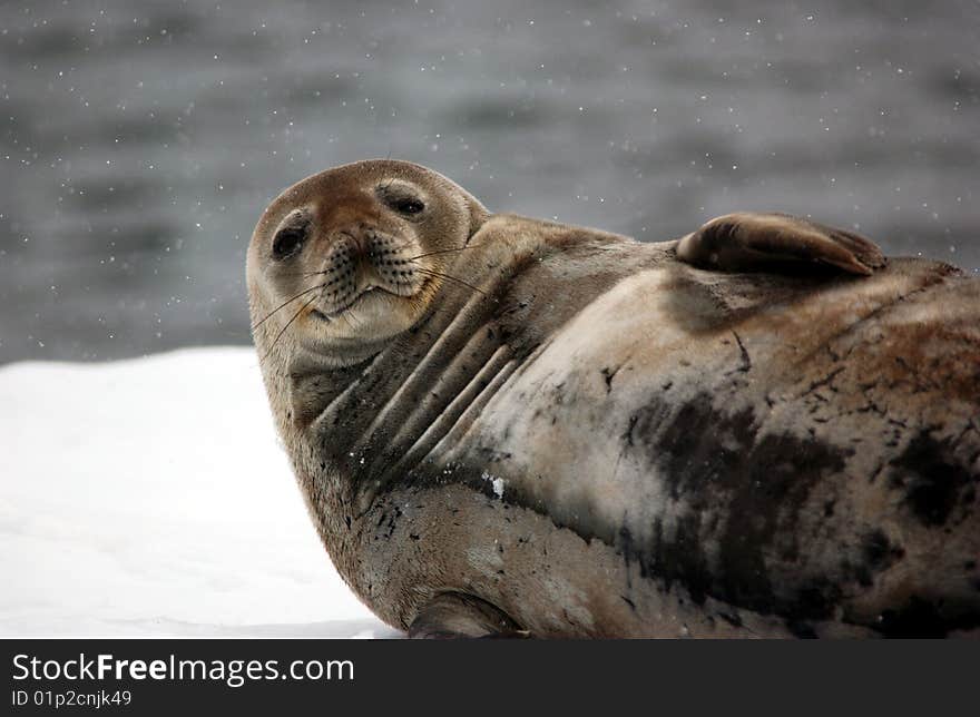 Closeup portrait of single seal