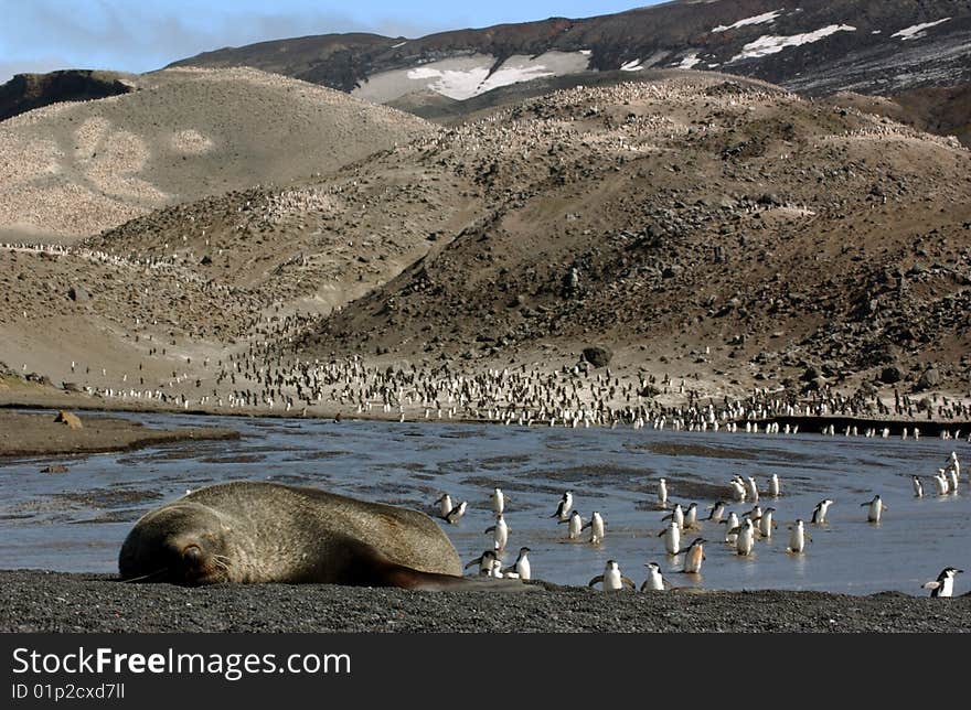 Closeup portrait of single  seal