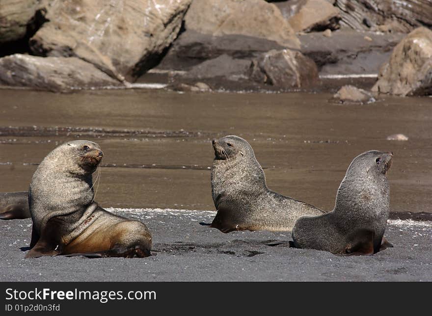 Closeup portrait of 3  seals