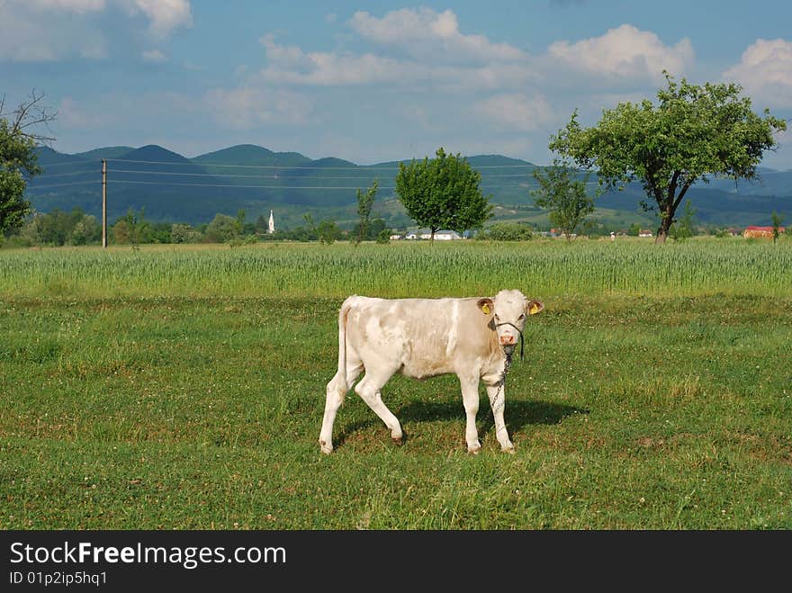 Baby cow