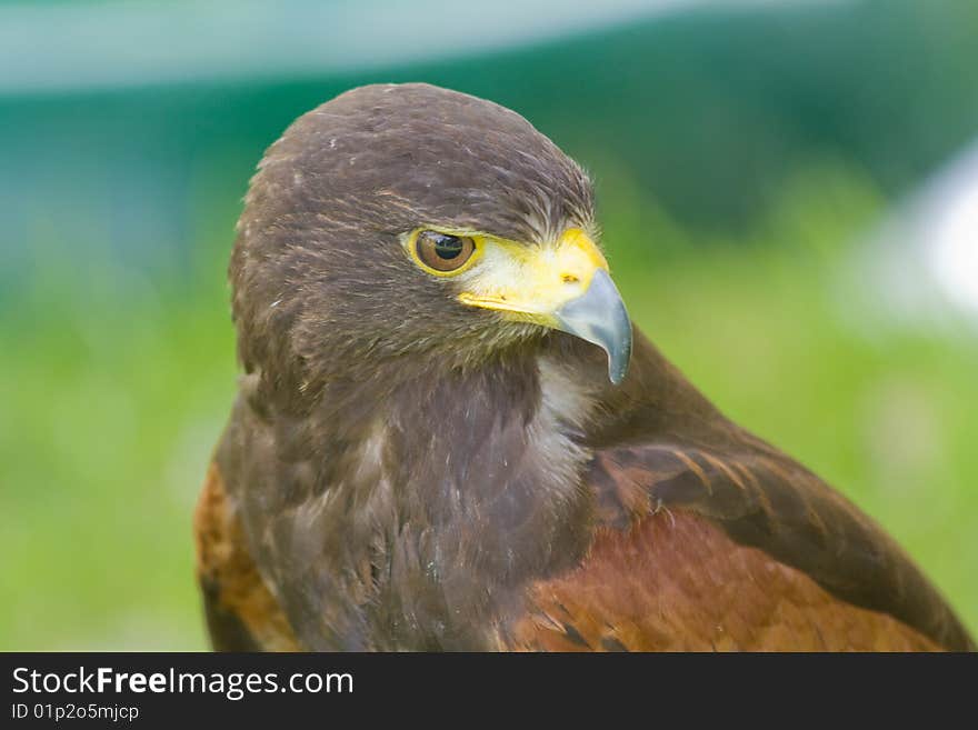 A harris hawk bird of prey concentrating on hunting