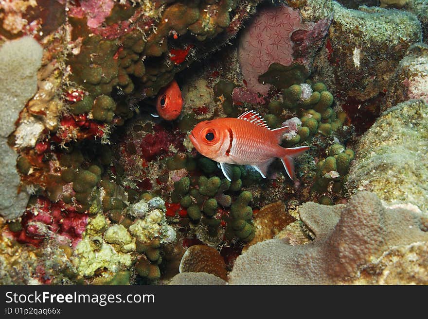 Blackbar Soldierfish (Myripristis jacobus) on a coral reef in Bonaire, Netherlands Antilles.