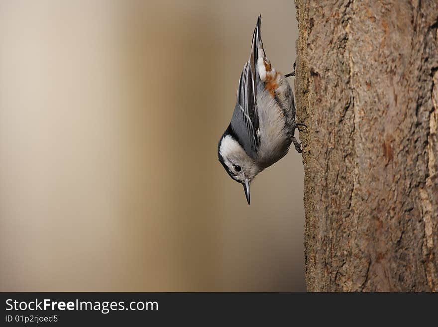 White-breasted Nuthatch on tree