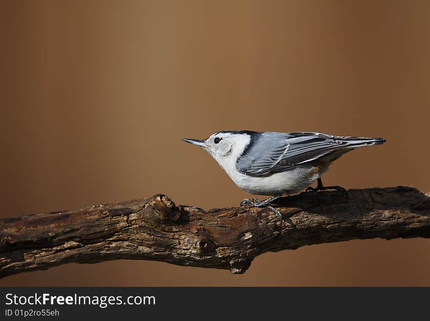 White-breasted Nuthatch (Sitta carolinensis carolinensis), male on a tree. White-breasted Nuthatch (Sitta carolinensis carolinensis), male on a tree.