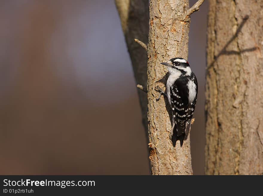 Downy Woodpecker (Picoides pubescens medianus)