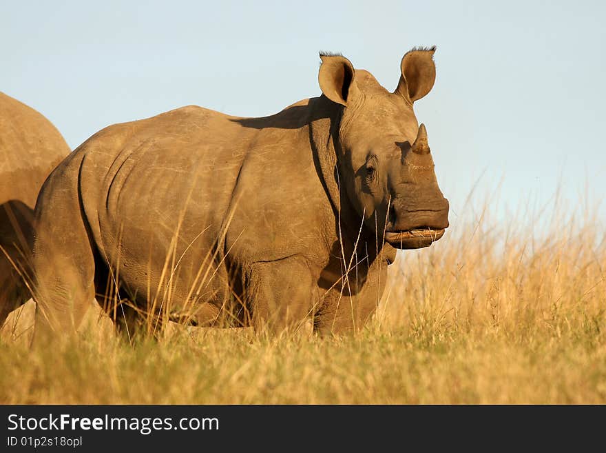 Baby White Rhino feeding in a Private Reserve, in South Africa. Baby White Rhino feeding in a Private Reserve, in South Africa.